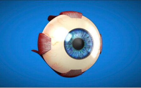 Fixing Vision: 3D Eye Model Research in Modern Science